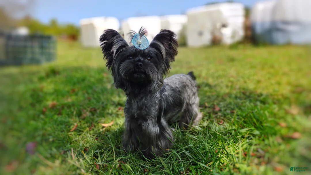 Yorkshire Terrier dogs for sale: Rare Silver Brindle Mithril  - Ad 1