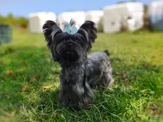 Yorkshire Terrier dogs Rare Silver Brindle Mithril - Ad 9