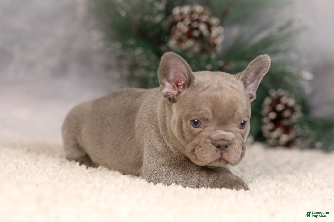 French Bulldog dogs for sale: Brent - Ad 4
