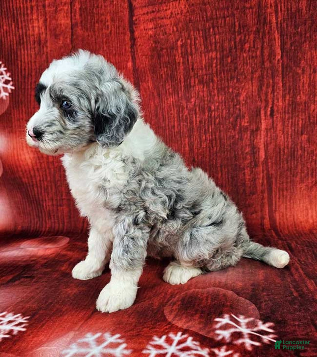 Mini Sheepadoodle dogs for sale: Parka - Ad 3