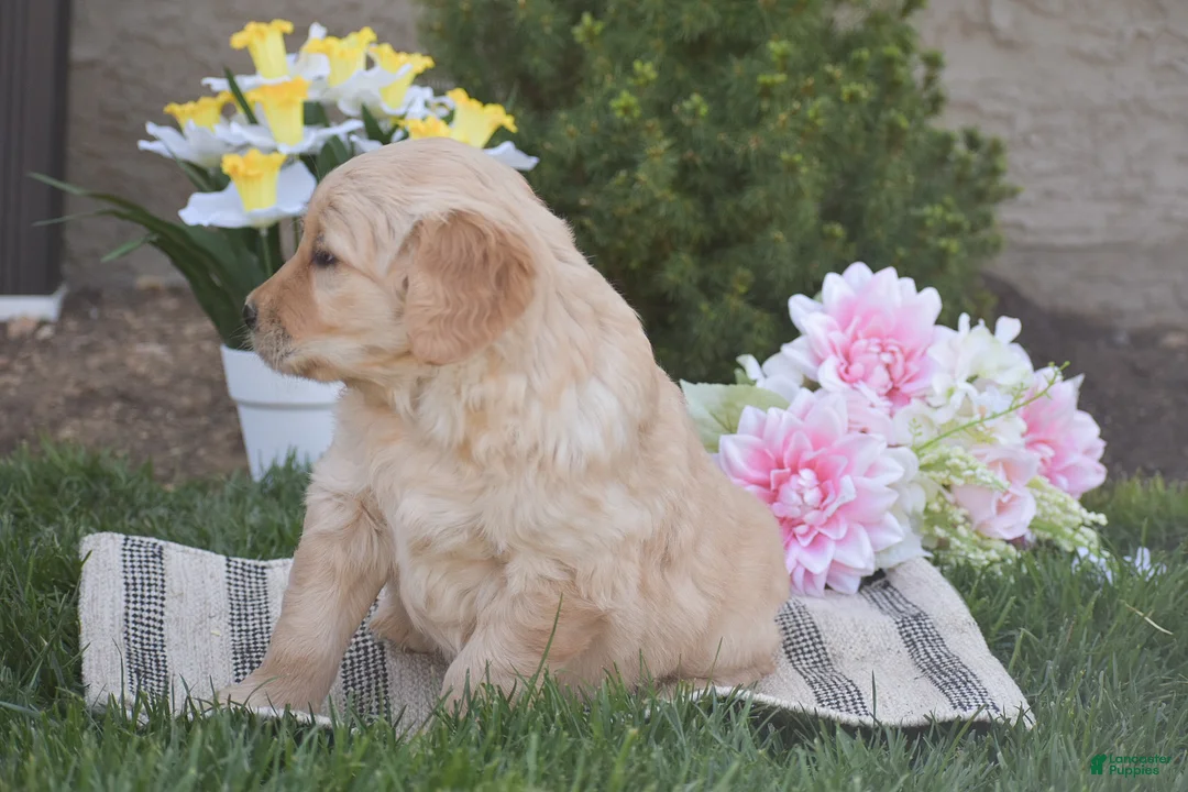 Golden Retriever dogs for sale: Madison - Ad 2