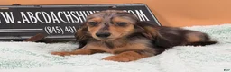 Miniature Dachshund dogs for sale: Miniature Dachshund Puppy 2 - Ad 4