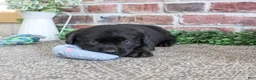 Labrador Retriever dogs for sale: Bean - Ad 5