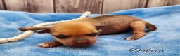 Mixed Breed dogs for sale: Dakota - Ad 17