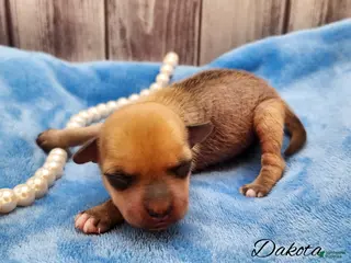 Mixed Breed dogs Dakota - Ad 4