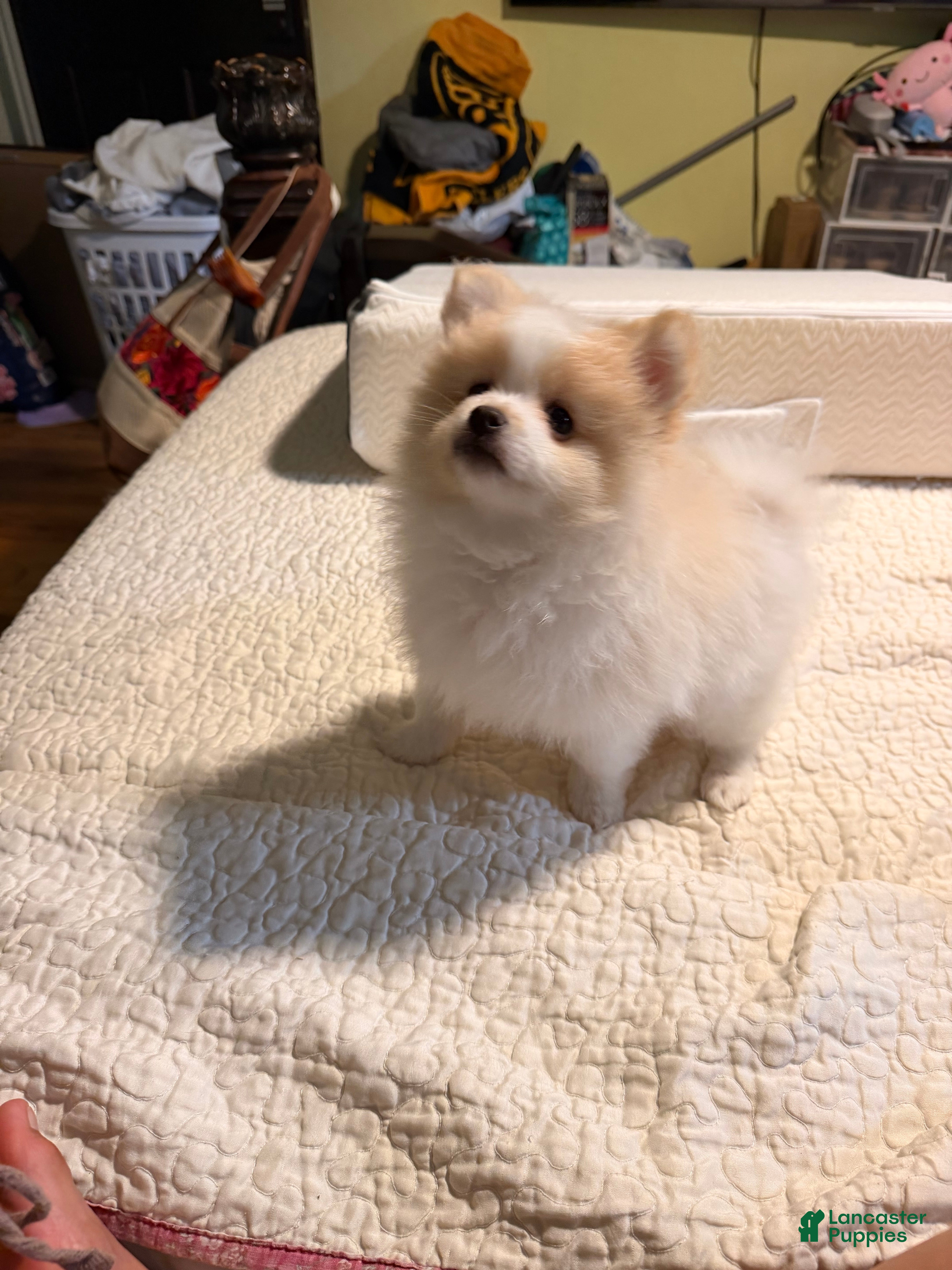 Pomeranian dogs Bobito - Ad 40