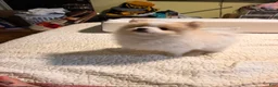 Pomeranian dogs for sale: Bobito - Ad 1
