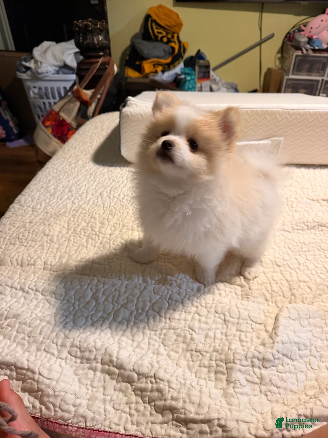 Pomeranian dogs for sale: Bobito - Ad 1