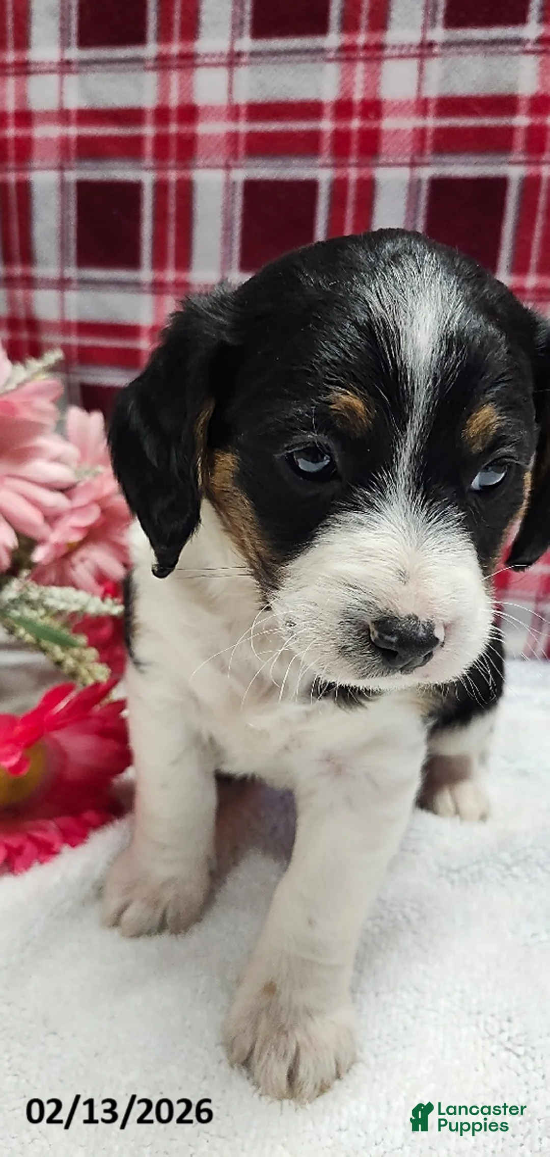 Mixed Breed dogs for sale: Prince   - Ad 3