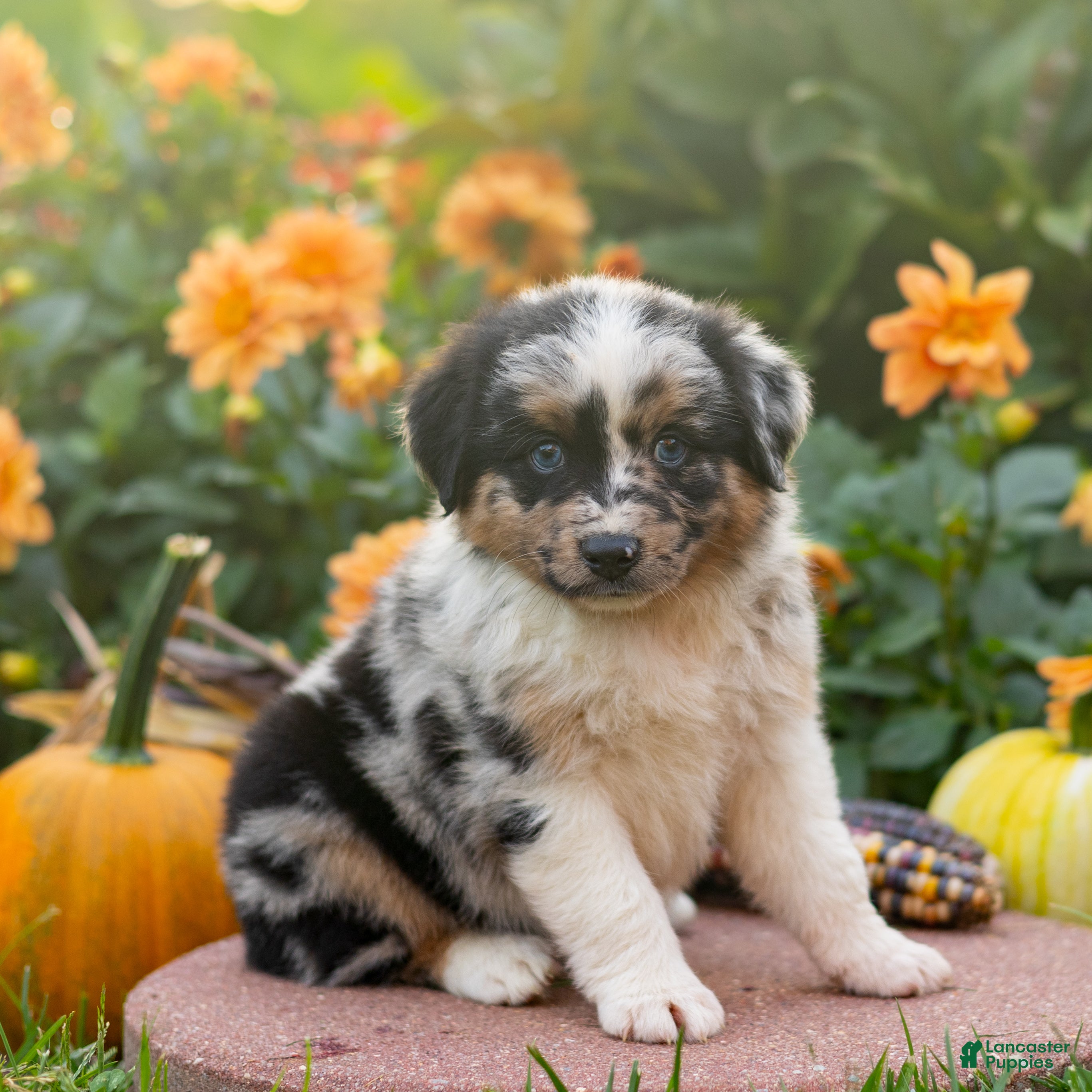 Miniature Australian Shepherd dogs Kore - Ad 1