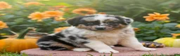 Miniature Australian Shepherd dogs for sale: Kore - Ad 1