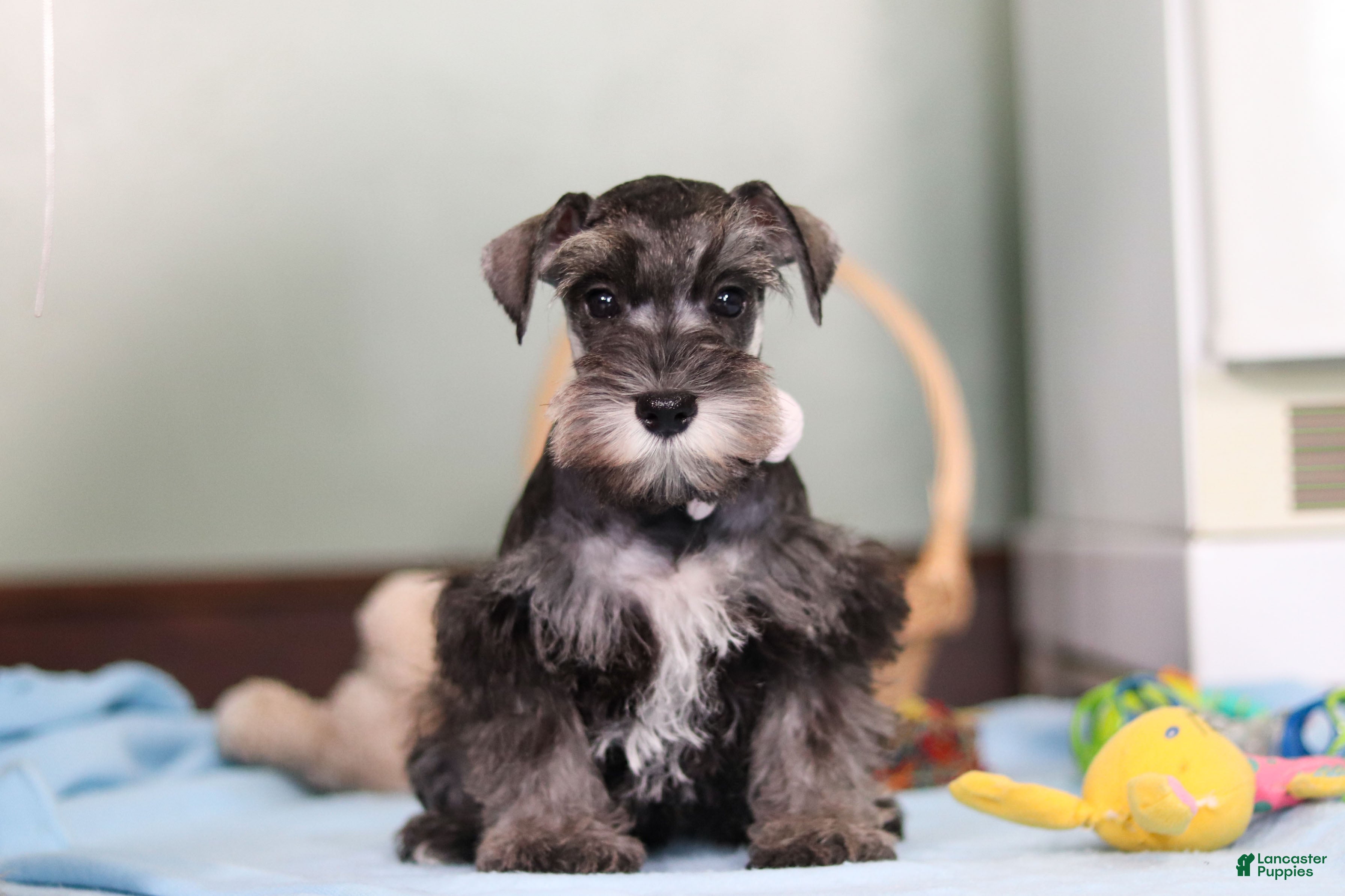 Miniature Schnauzer dogs Trace - Ad 19