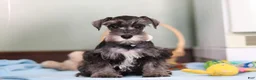 Miniature Schnauzer dogs for sale: Trace - Ad 1