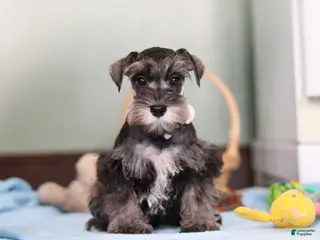 Miniature Schnauzer dogs Trace - Ad 19