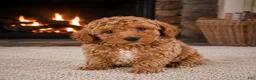Miniature Poodle dogs for sale: OLIVER - Ad 4