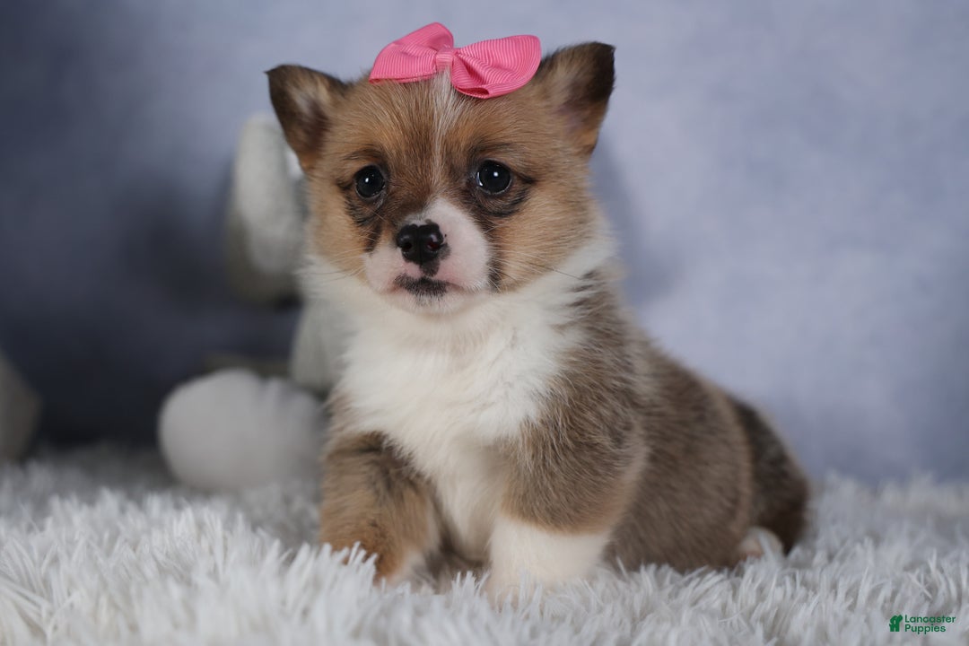 Welsh Corgi Pembroke dogs for sale: TWILIGHT - Ad 1