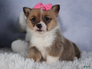 Welsh Corgi Pembroke dogs TWILIGHT - Ad 21