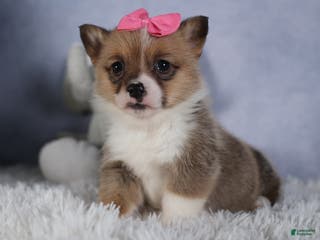 Welsh Corgi Pembroke dogs TWILIGHT - Ad 5