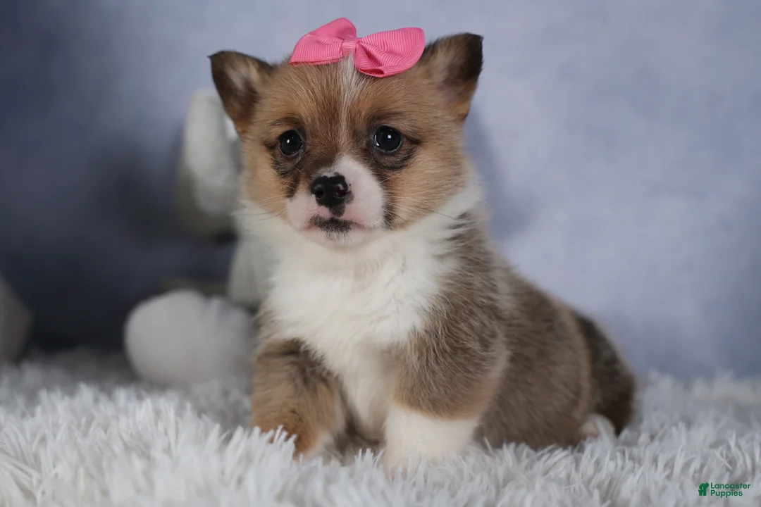 Welsh Corgi Pembroke dogs for sale: TWILIGHT - Ad 1