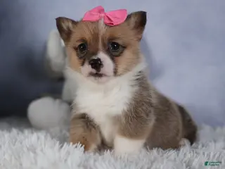 Welsh Corgi Pembroke dogs TWILIGHT - Ad 40