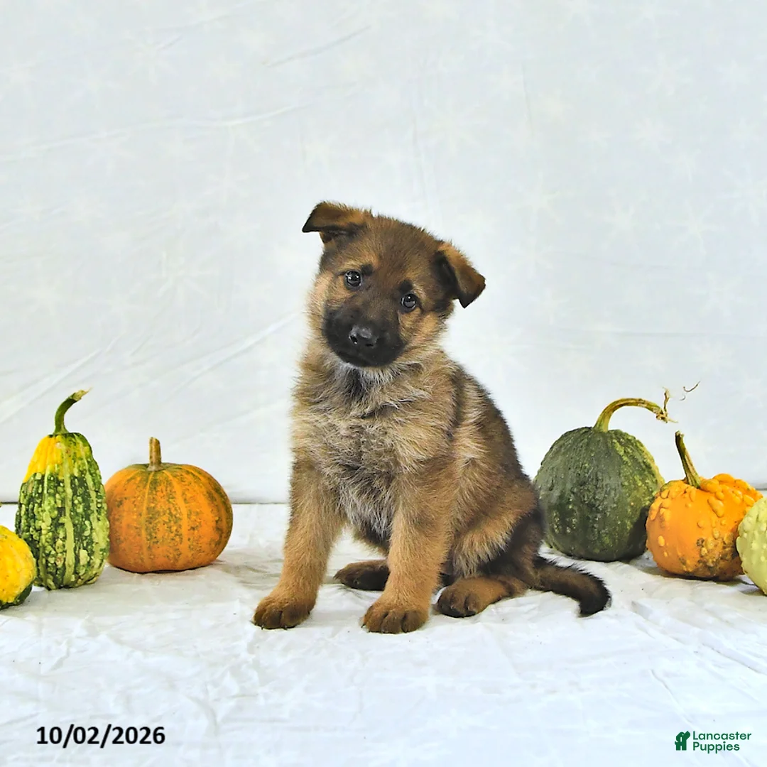 German Shepherd dogs for sale: Sandy - Ad 1