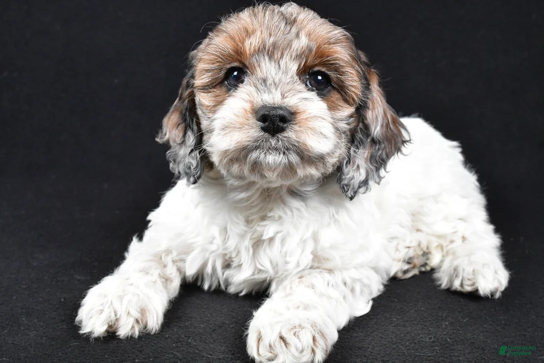 Cockapoo dogs for sale: Daisy - Ad 2