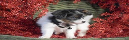 Papillon dogs for sale: Boston - Ad 4
