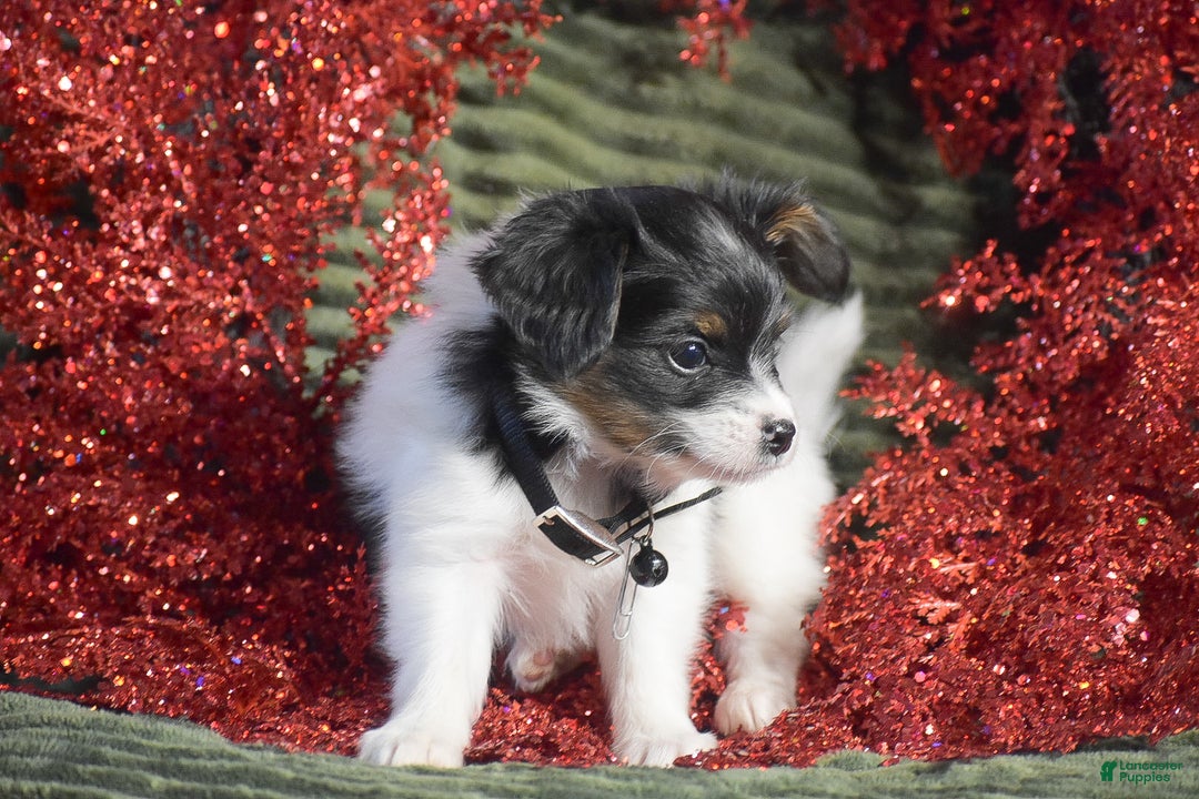 Papillon dogs for sale: Boston - Ad 4