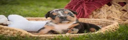 English Bulldog dogs for sale: Savannah English Bulldog  - Ad 4