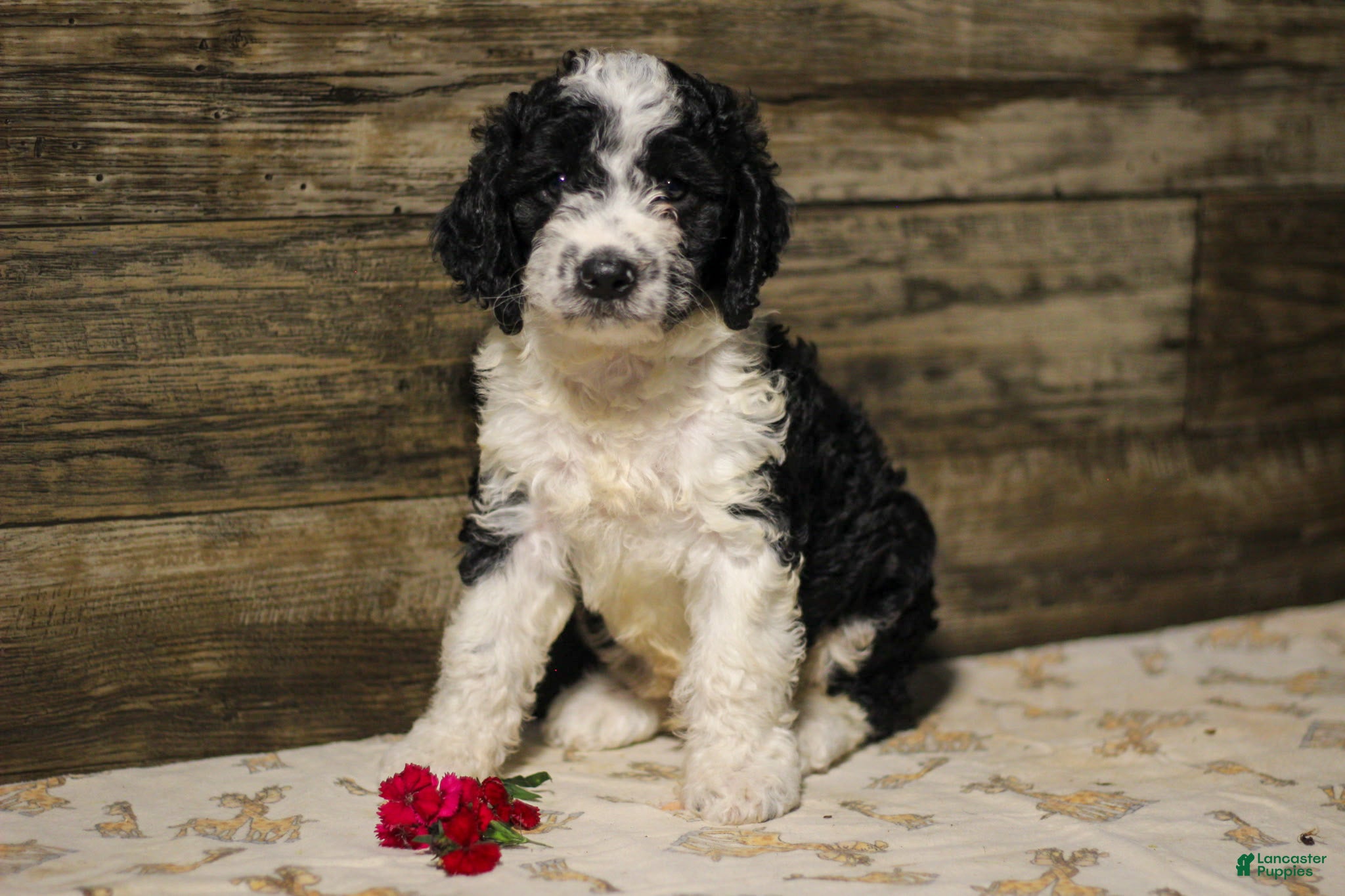 Mixed Breed dogs Mikey - Ad 1