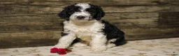 Mixed Breed dogs for sale: Mikey - Ad 1