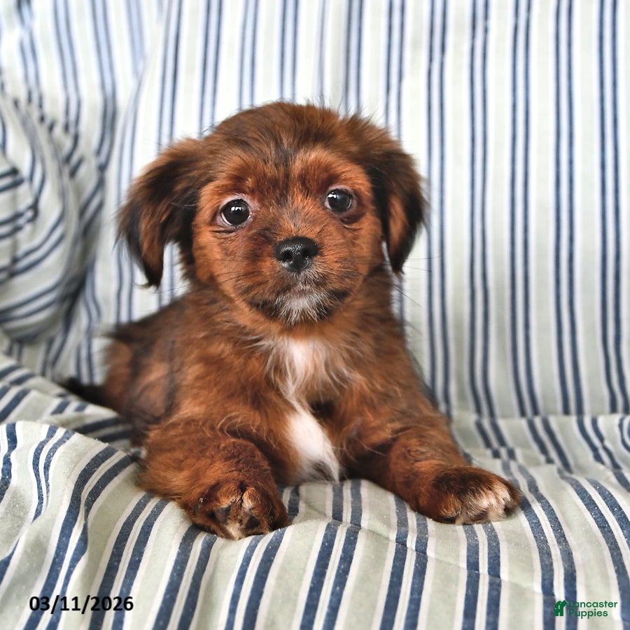 Shorkie dogs Hunter - Ad 2