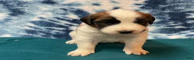 Saint Bernard Puppy 2