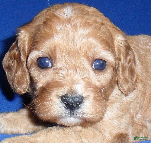 Cavapoo dogs Rusty - Ad 2
