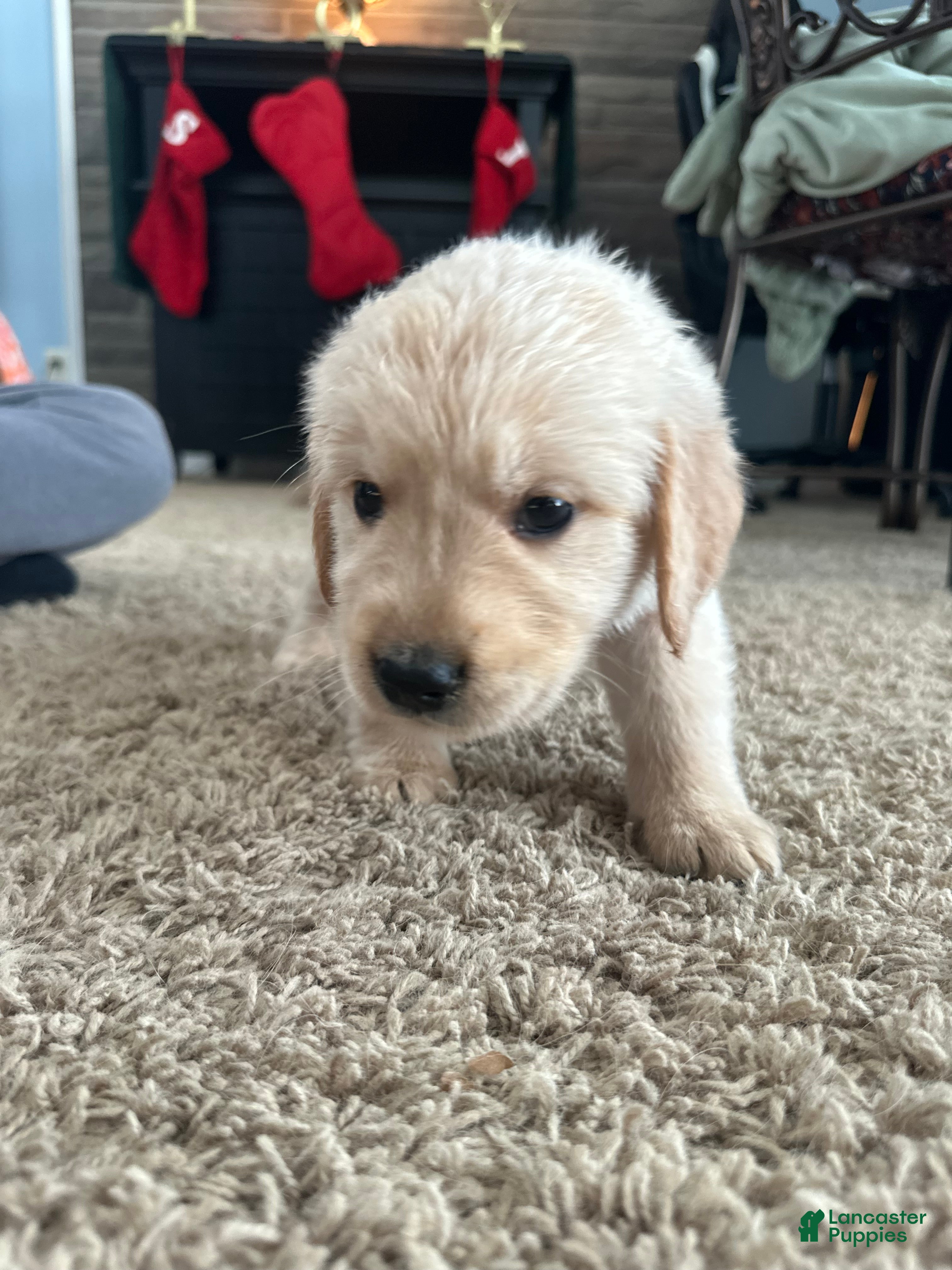 Golden Retriever dogs for sale: Ivy - Ad 4