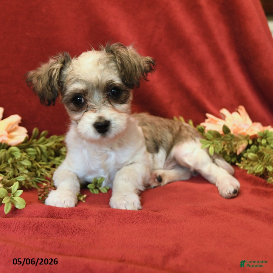Maltipoo dogs Freddie - Ad 2