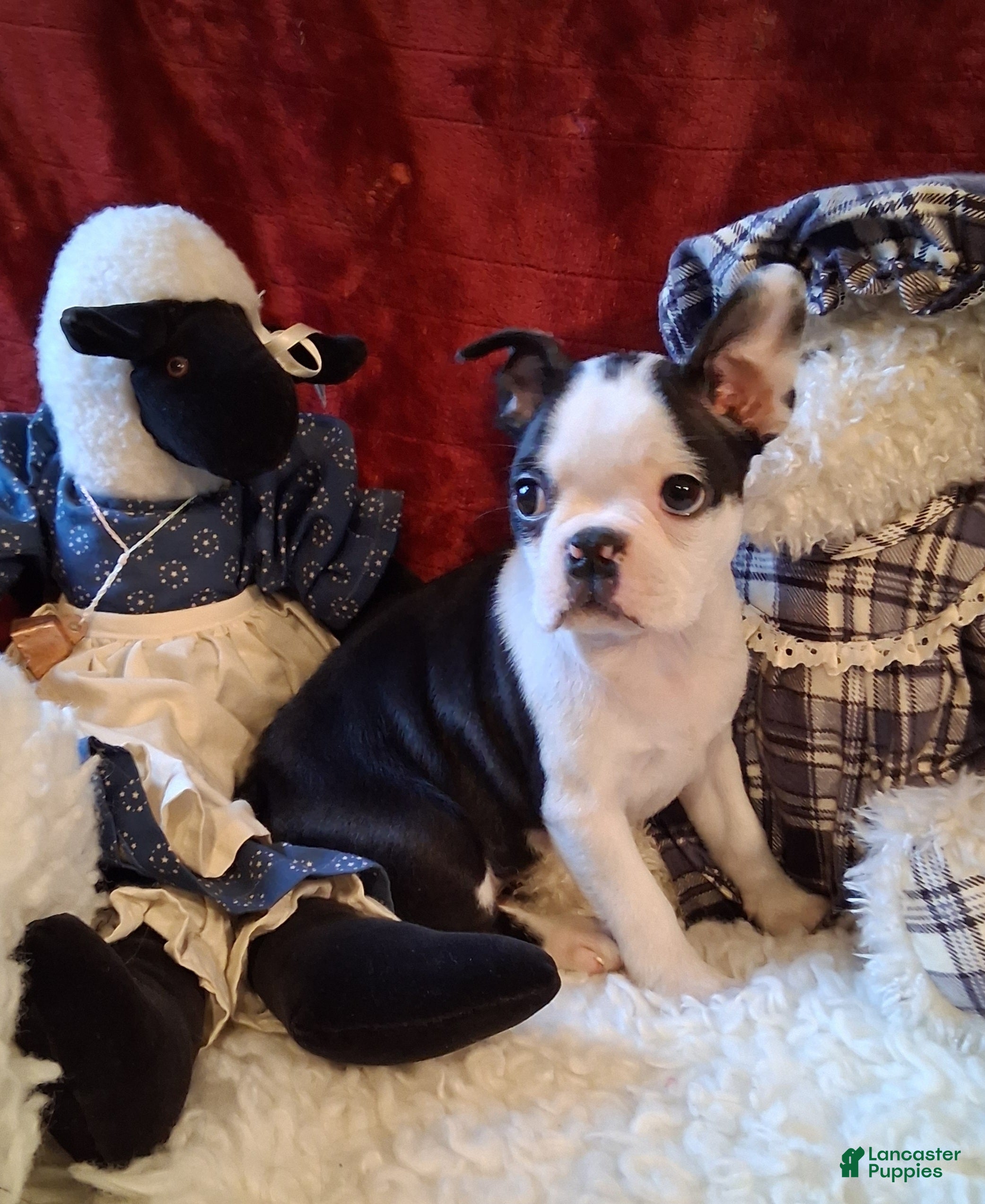 Boston Terrier dogs JEANETTE - Ad 33