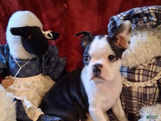 Boston Terrier dogs JEANETTE - Ad 35