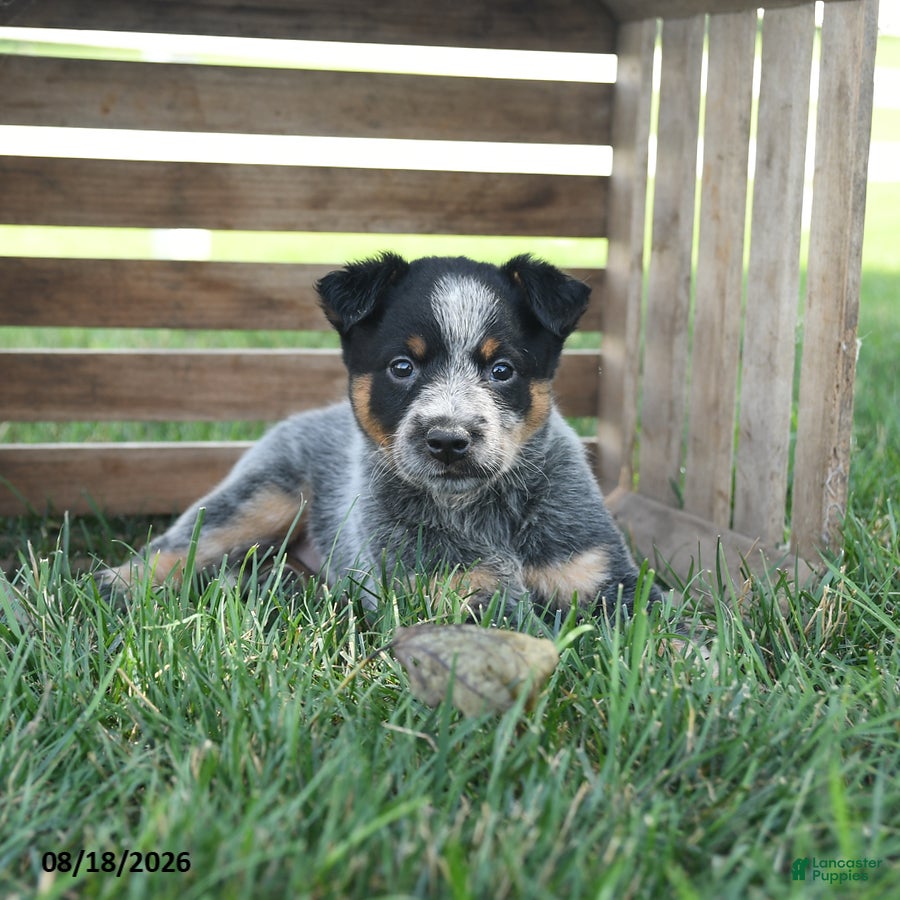 Australian Cattle Dog dogs Blossom - Ad 2