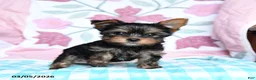 Yorkshire Terrier dogs for sale: Cocoa - Ad 3