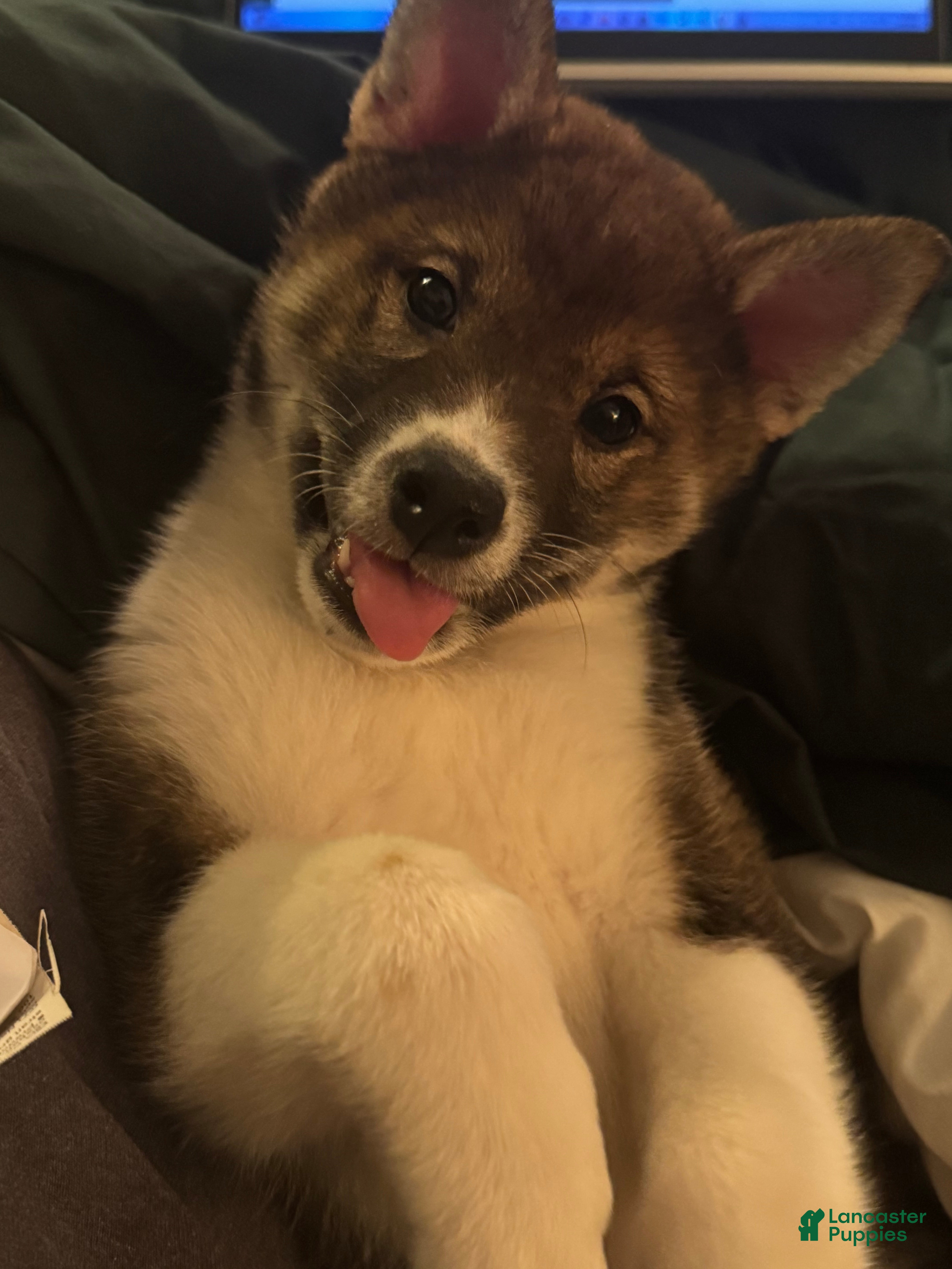 Shiba Inu dogs Shiba Inu Puppy 3 - Ad 42