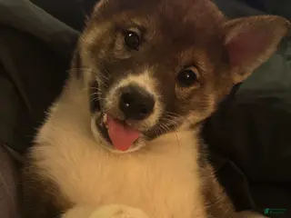 Shiba Inu dogs Shiba Inu Puppy 3 - Ad 42