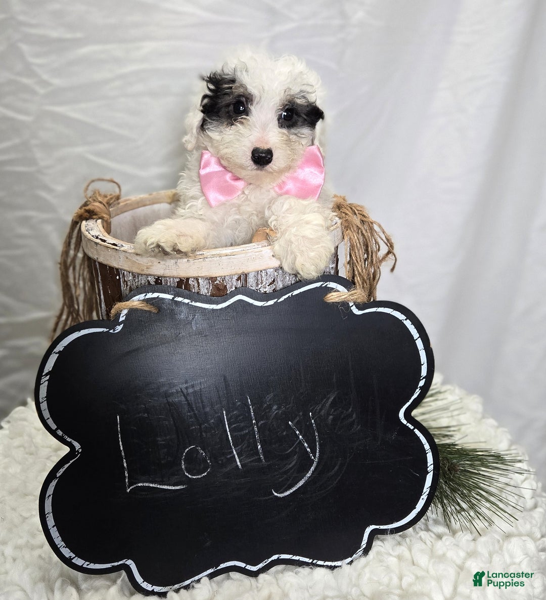 Pomapoo dogs for sale: Lolly - Ad 2