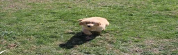 Golden Retriever dogs for sale: Gallon - Ad 5