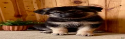 German Shepherd dogs for sale: Prissy  - Ad 5