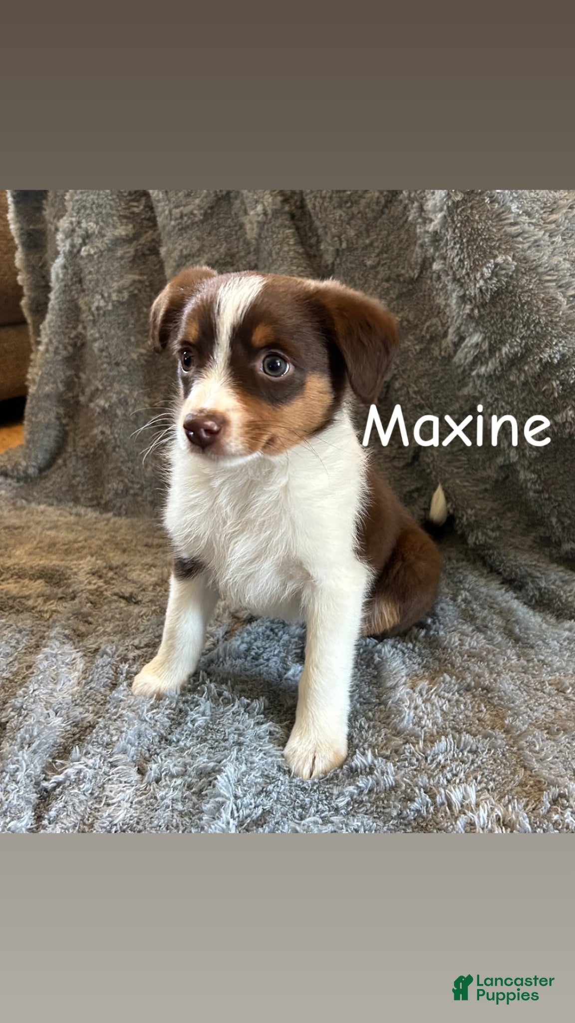 Miniature Australian Shepherd dogs Maxine - Ad 25