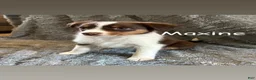 Miniature Australian Shepherd dogs for sale: Maxine - Ad 1