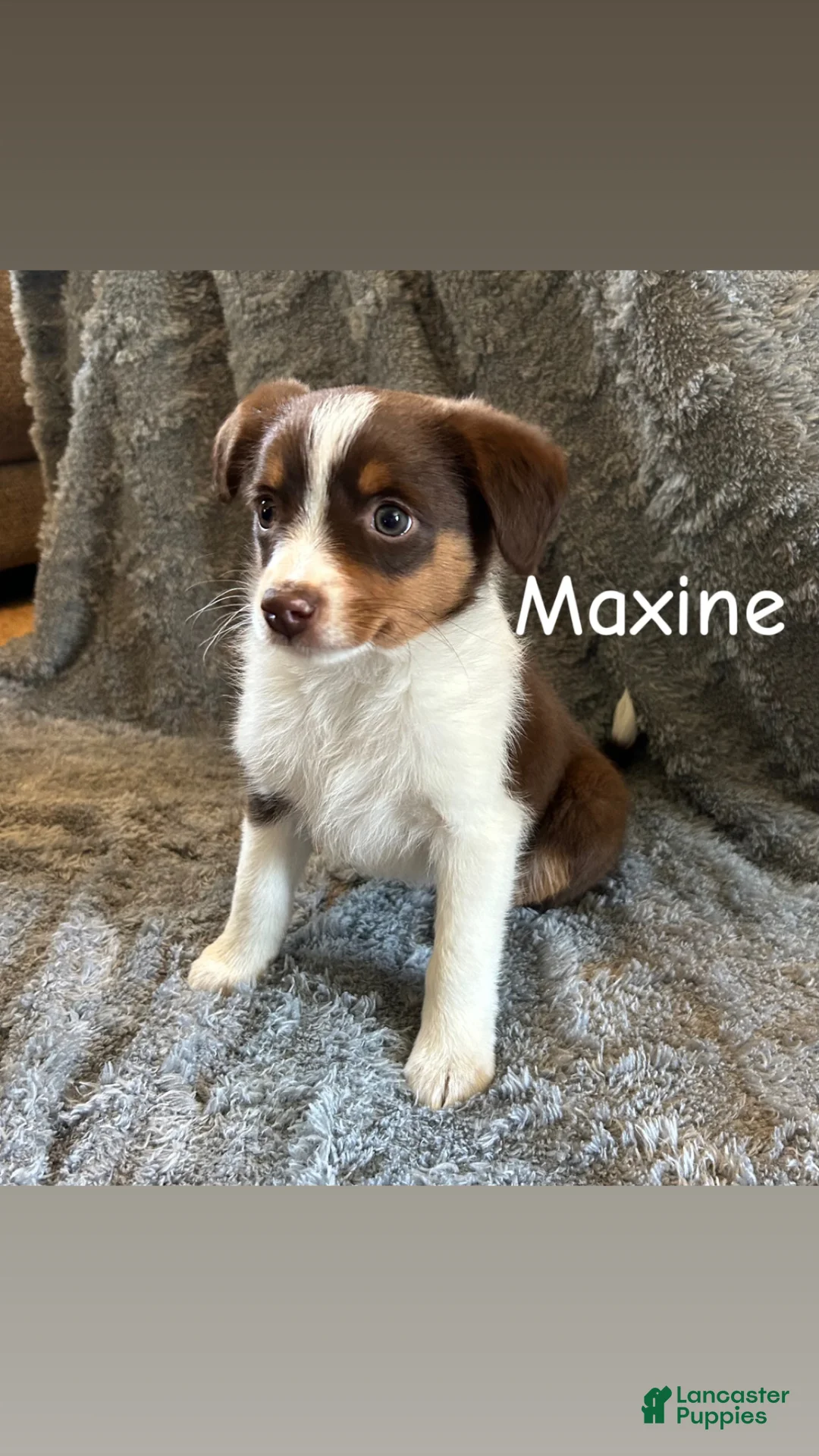 Miniature Australian Shepherd dogs for sale: Maxine - Ad 1