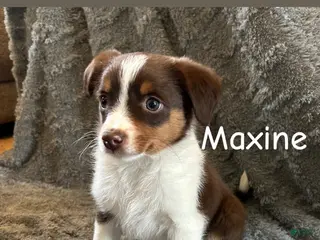 Miniature Australian Shepherd dogs Maxine - Ad 25