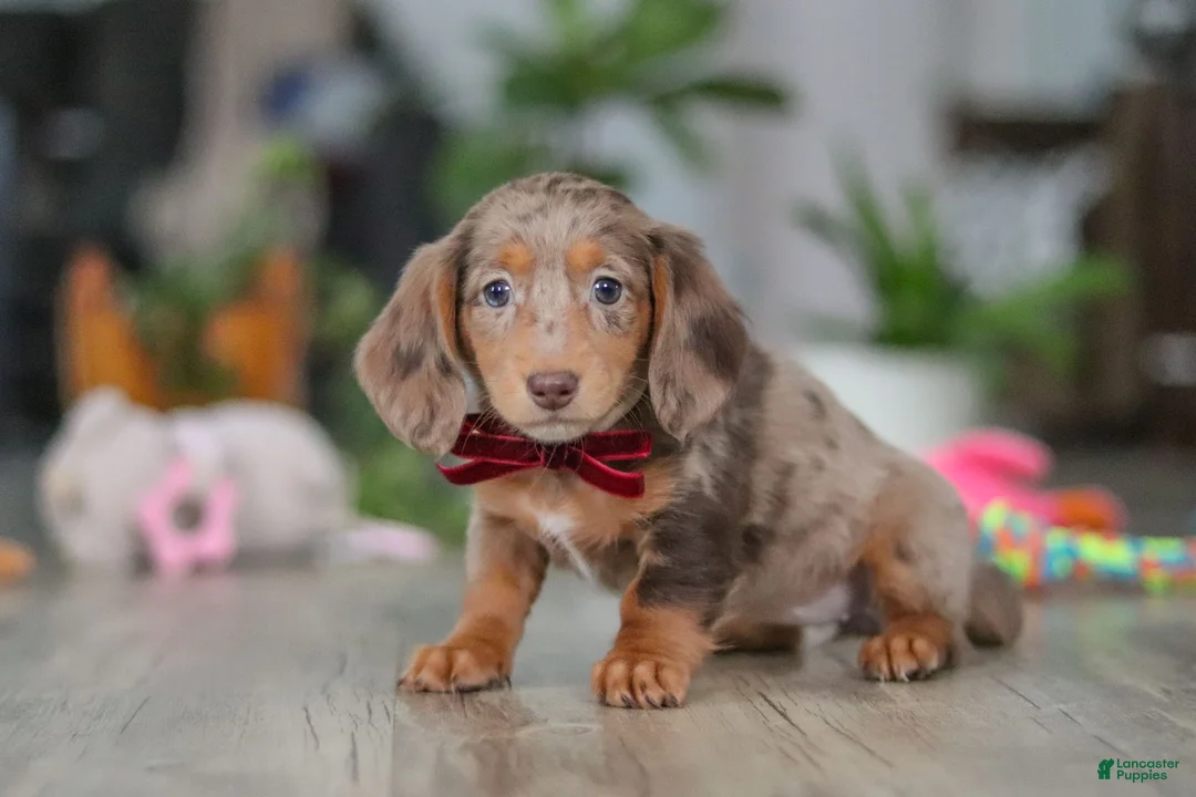 Miniature Dachshund dogs for sale: Violet - Ad 10